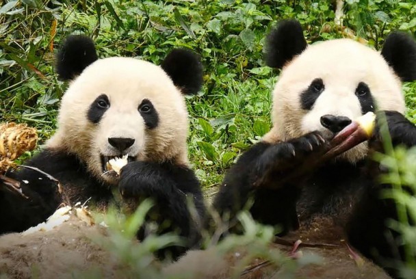 Cuatro estaciones en el reino del oso panda
