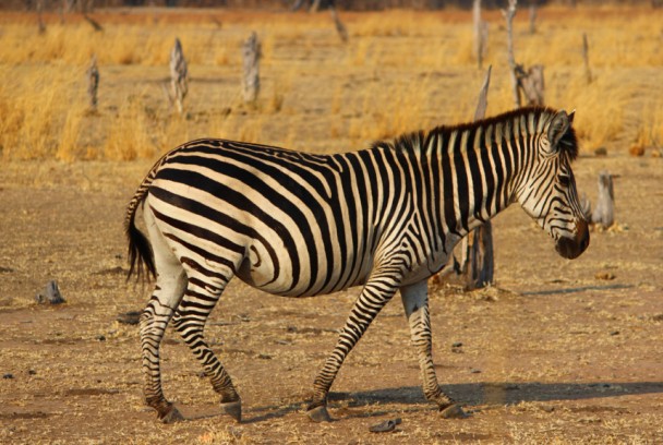 Cuentos de Zambia. Naturaleza interconectada