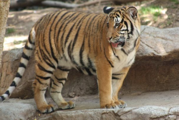 Devorahombres: tigre de Bengala