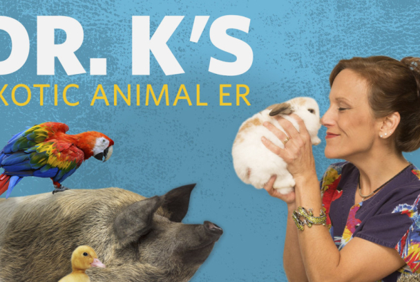 Doctora K: animales exóticos