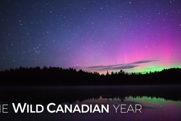 El año de la naturaleza canadiense