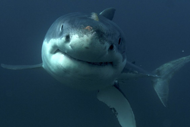 El ataque del tiburón blanco