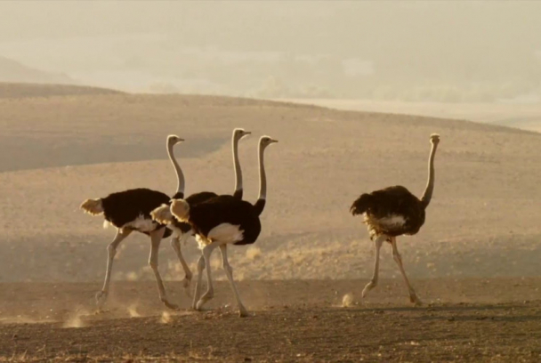 El avestruz. Una vida a la carrera