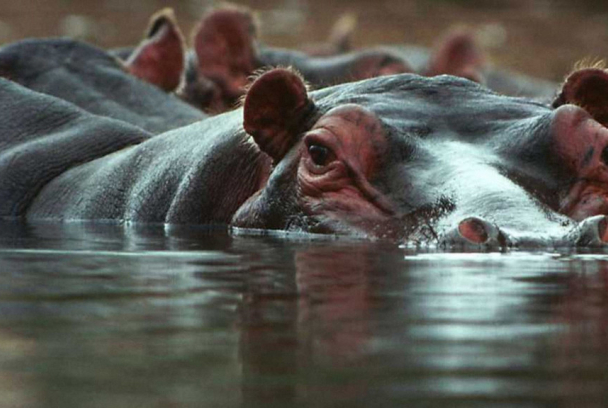 El canal Kazinga: paraíso de hipopótamos