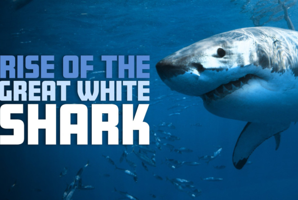 El gran tiburón blanco