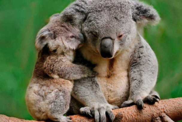 El incomparable marsupial: el koala