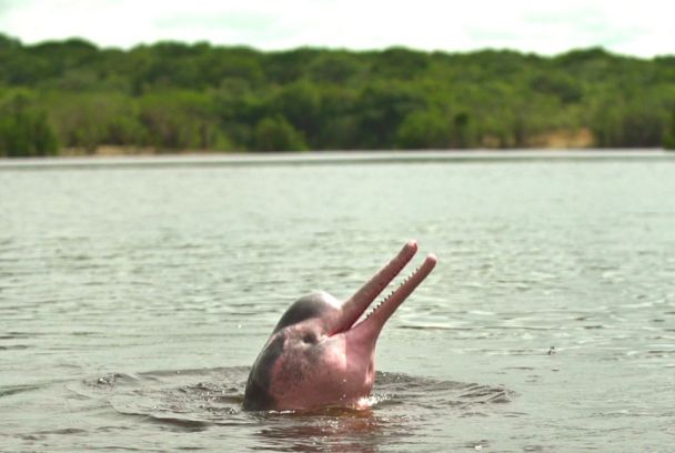 El misterio del delfín rosado