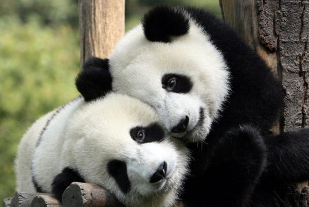 El panda gigante, último refugio
