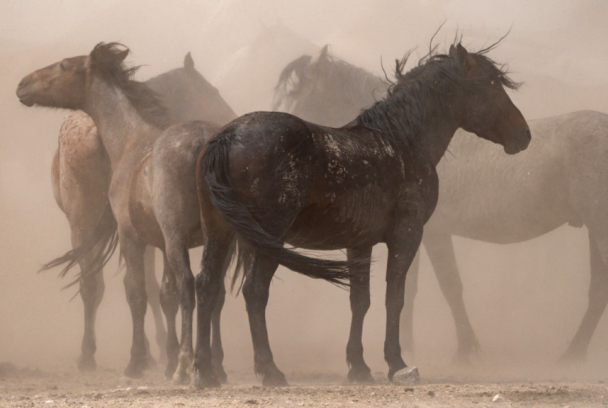 El poder del caballo americano