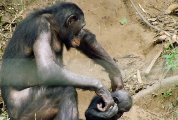 El río Congo: simios y alienígenas