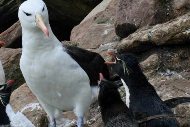 El albatros y el pingüino. Una fábula austral