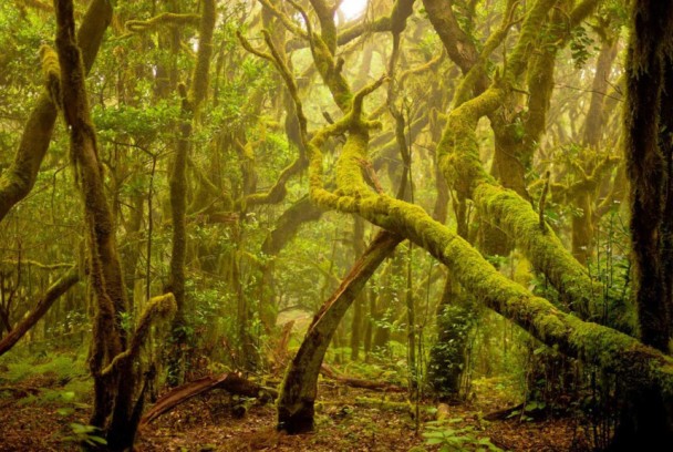 El bosque místico de Alemania