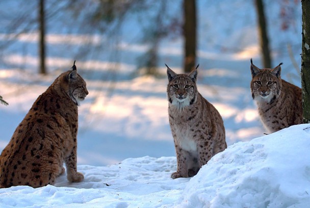 El lince de cerca