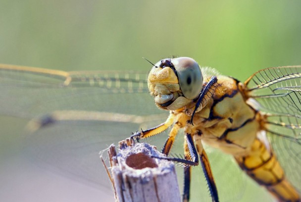 El mundo de los insectos