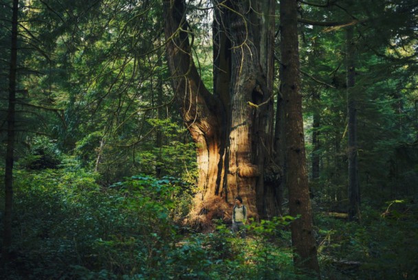 El mundo invisible de los bosques