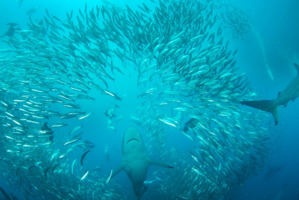 El pasaje de los tiburones