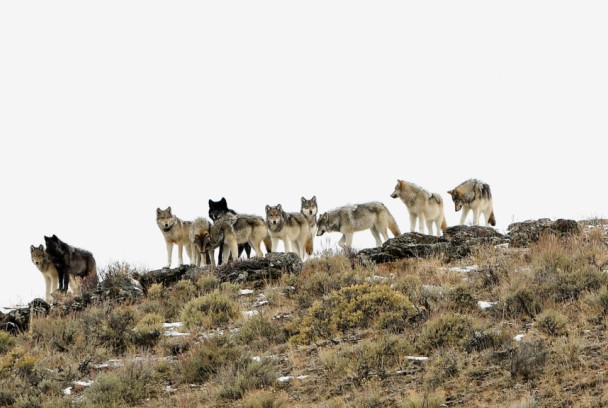 El regreso del lobo - Cómo ha cambiado el Parque Nacional de Yellowstone
