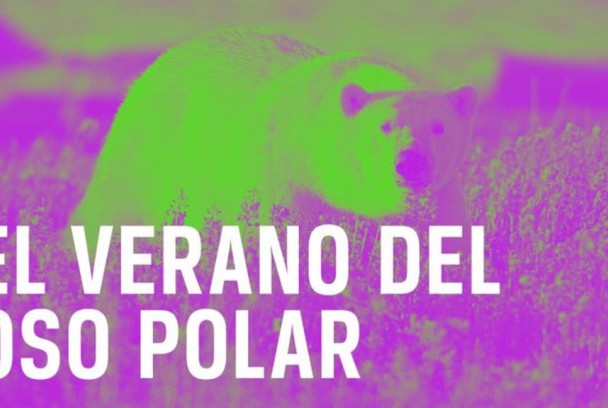 El verano del oso polar