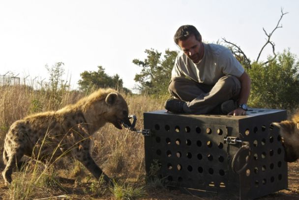 El viaje de los leones