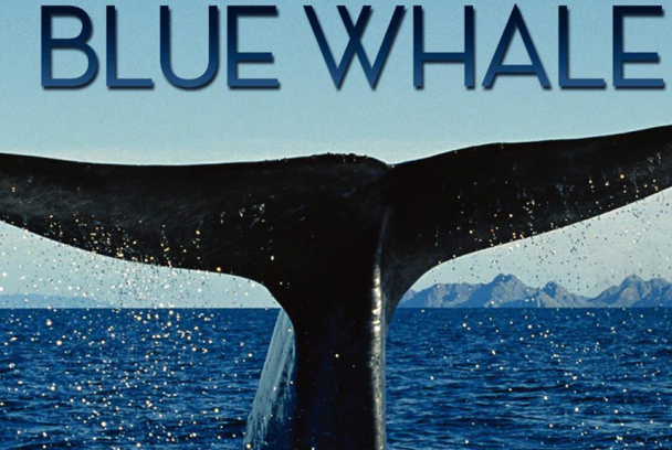 En busca de la ballena azul