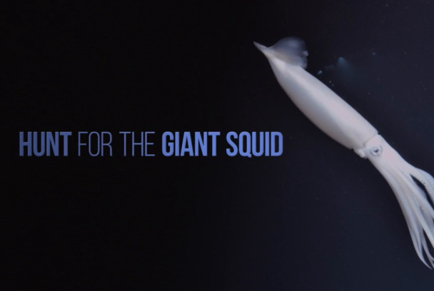 En busca del calamar gigante