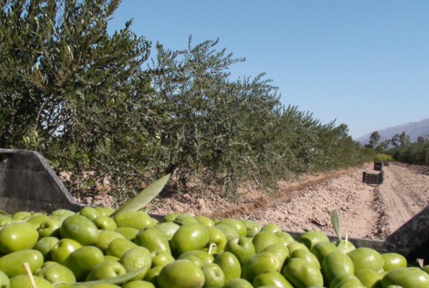 En el piélago de los olivos