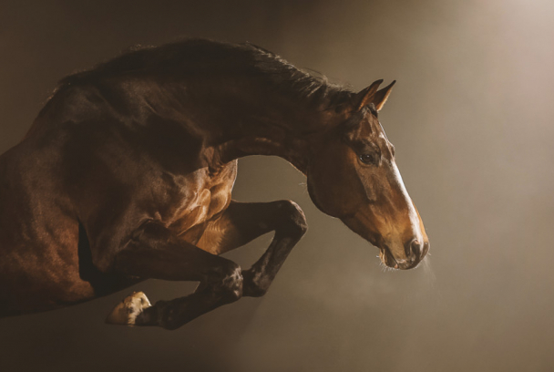 Equus, el poder de los caballos