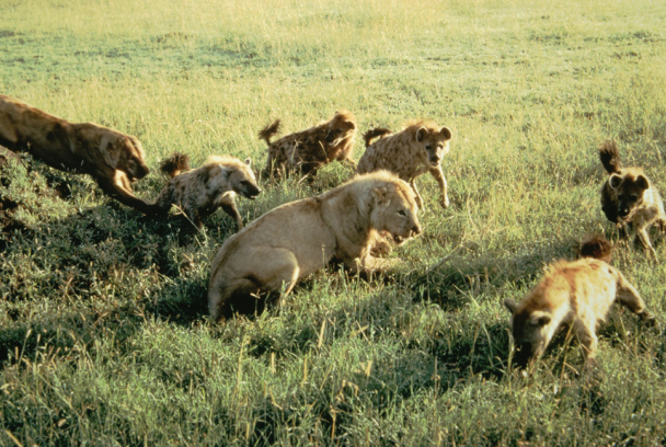 Eternos rivales: hienas y leones | SincroGuia TV