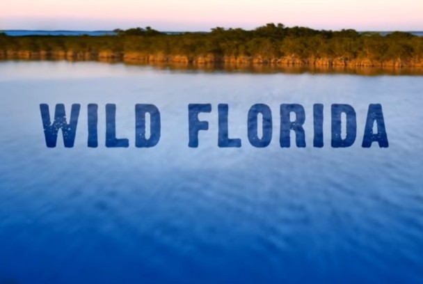 Florida salvaje