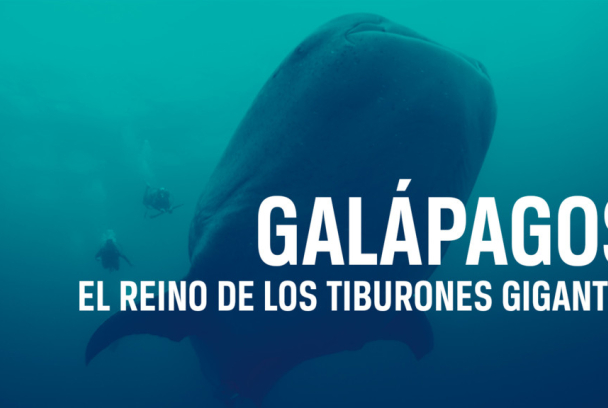 Galápagos: El reino de los tiburones gigante