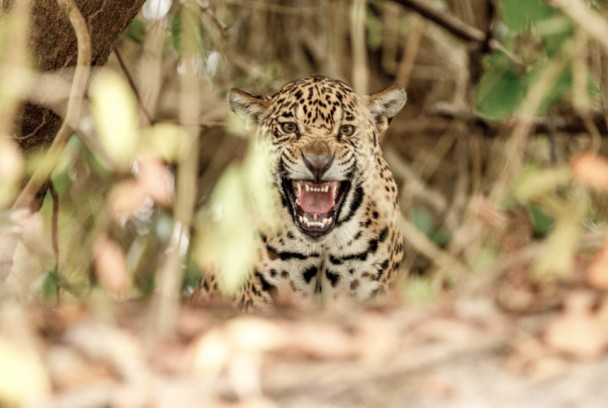 Ganadores del mundo animal