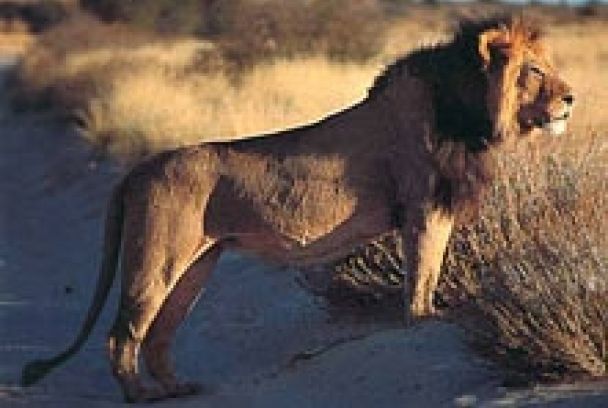 Leones del Kalahari - Grandes documentales | SincroGuia TV