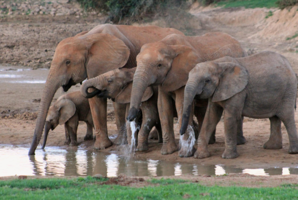 Grandes parques naturales de África: parque nacional de los elefantes de Addo