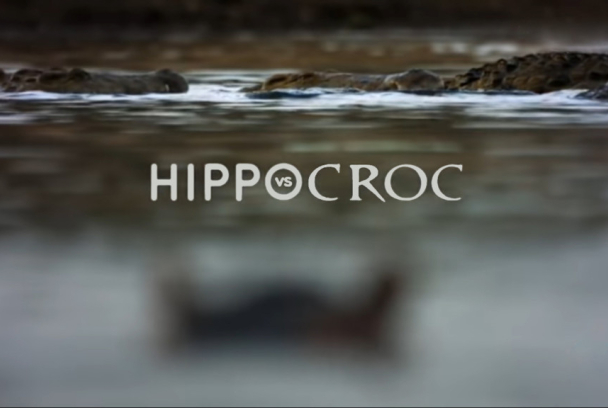 Hipopótamo contra cocodrilo | SincroGuia TV