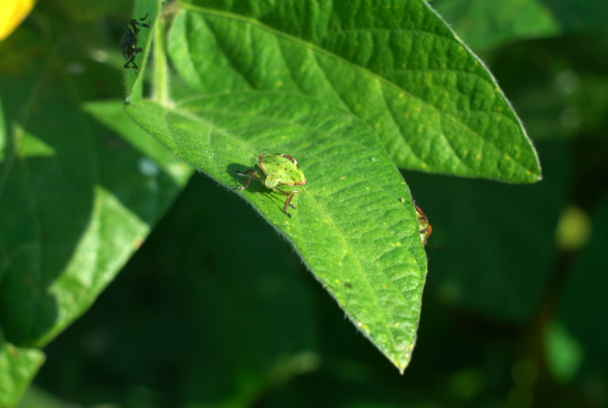 Insecticidas, licencia para matar