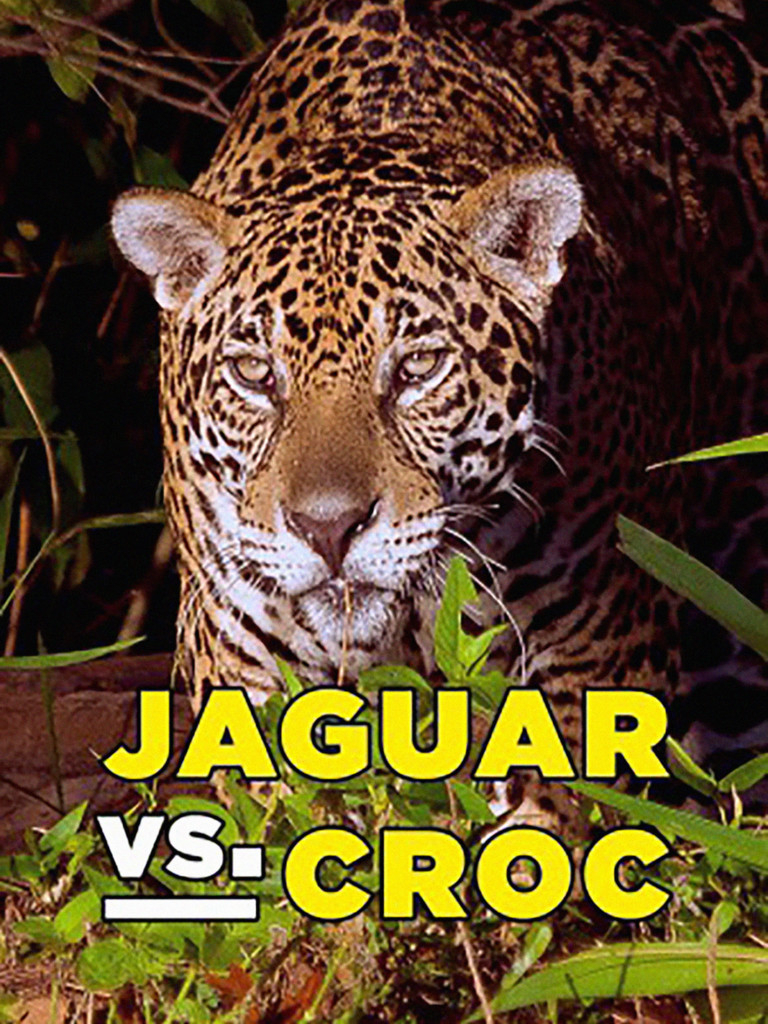 Jaguar contra cocodrilo | SincroGuia TV