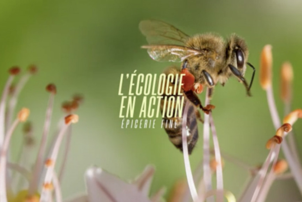 L'écologie en action