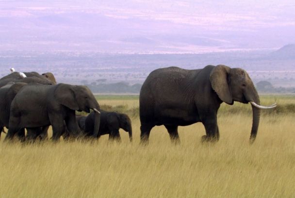 La batalla pels elefants