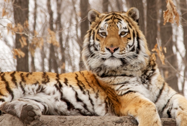 La búsqueda del tigre ruso