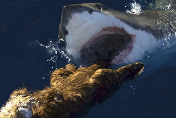 La extinción del tiburón blanco