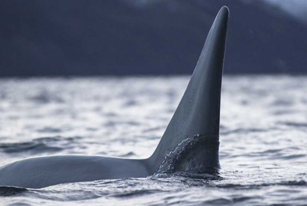 La guerra de las ballenas: las orcas atacan