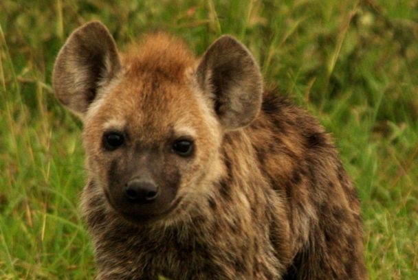La hiena. La reina del Masai Mara