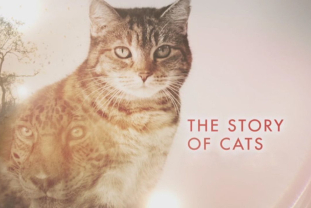 La historia de los felinos