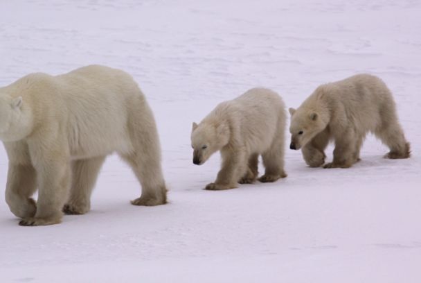La invasión de los osos polares