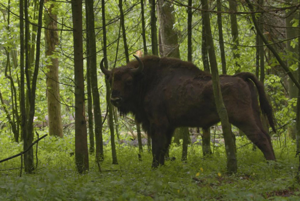 La odisea del bisonte europeo