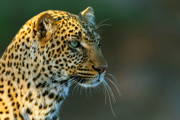 La reina leopardo