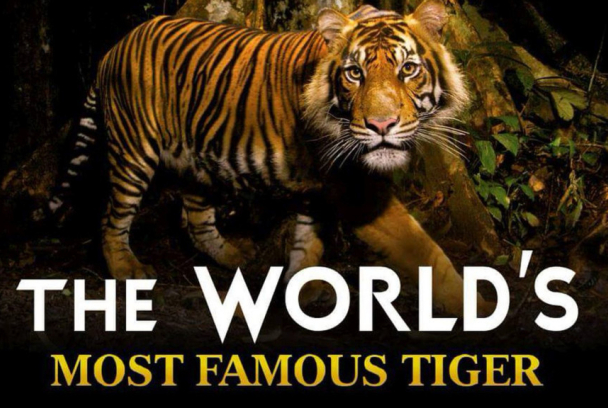 La tigresa más famosa del mundo
