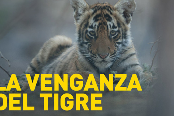 La venganza del tigre
