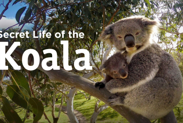 La Vida Secreta De Los Koalas 