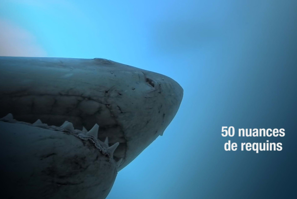 La vida secreta de los tiburones